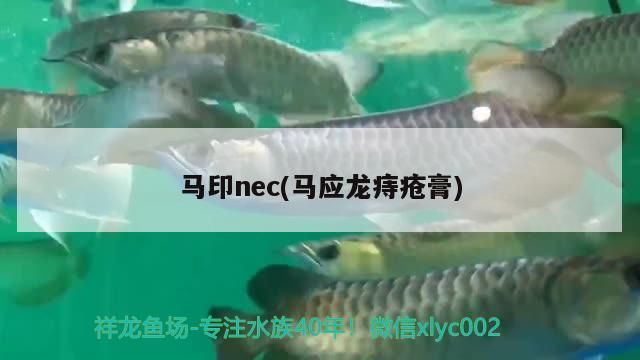 馬印nec(馬應(yīng)龍痔瘡膏)