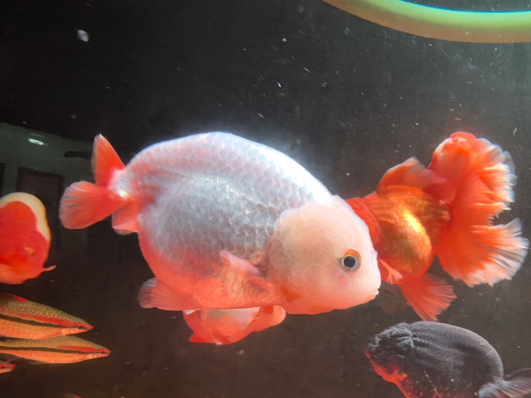 看看我的