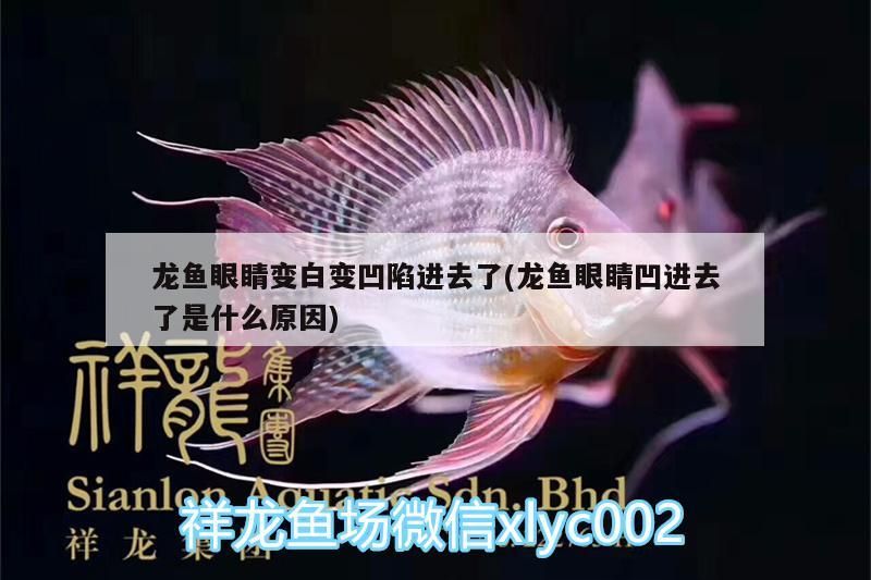 龍魚眼睛變白變凹陷進去了(龍魚眼睛凹進去了是什么原因)