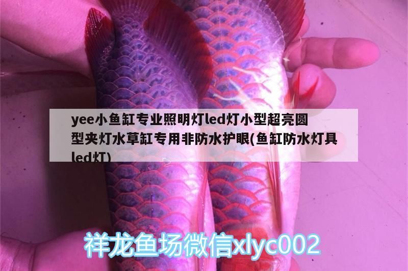 yee小魚缸專業(yè)照明燈led燈小型超亮圓型夾燈水草缸專用非防水護(hù)眼(魚缸防水燈具led燈)