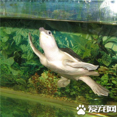 豬鼻龜風(fēng)水作用與用途：豬鼻子龜?shù)娘L(fēng)水學(xué)含義