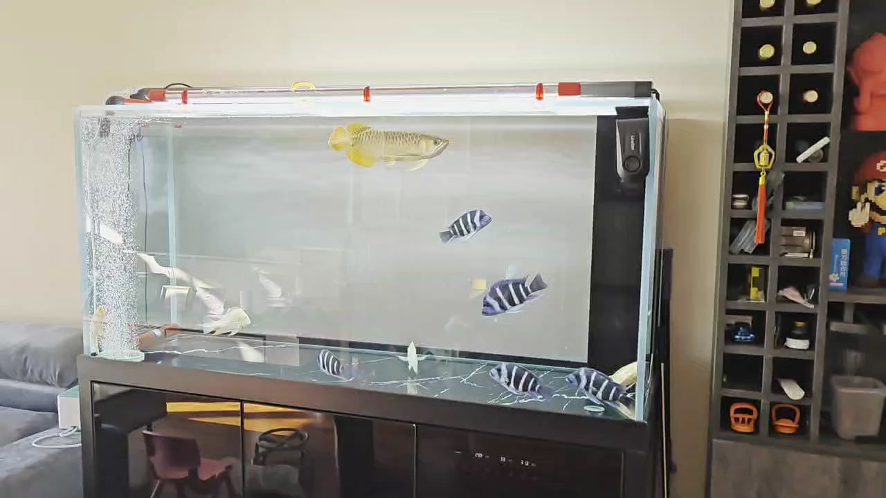 新年第一次記錄 新年第一次記錄 龍魚論壇