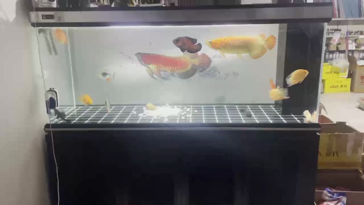 紅龍魚(yú) 熱帶魚(yú) 觀賞魚(yú)