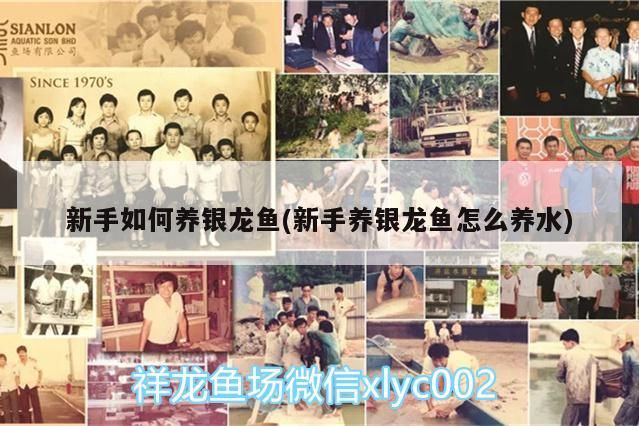 新手如何養銀龍魚(新手養銀龍魚怎么養水)
