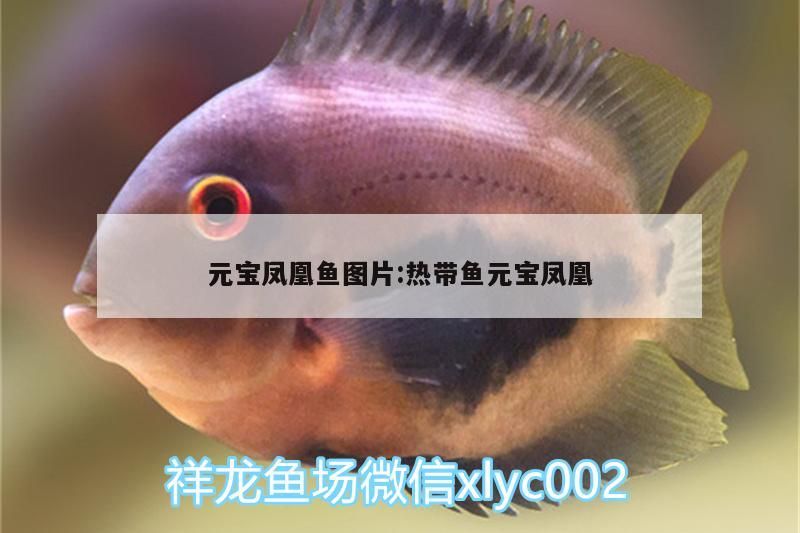 元寶鳳凰魚圖片:熱帶魚元寶鳳凰