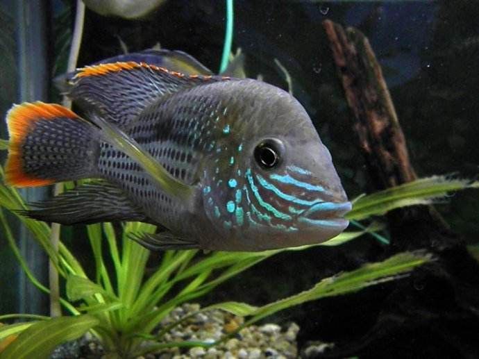 紅尾皇冠魚壽命（紅尾皇冠魚的養護秘籍）