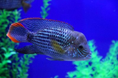 紅尾皇冠魚壽命（紅尾皇冠魚的養護秘籍）