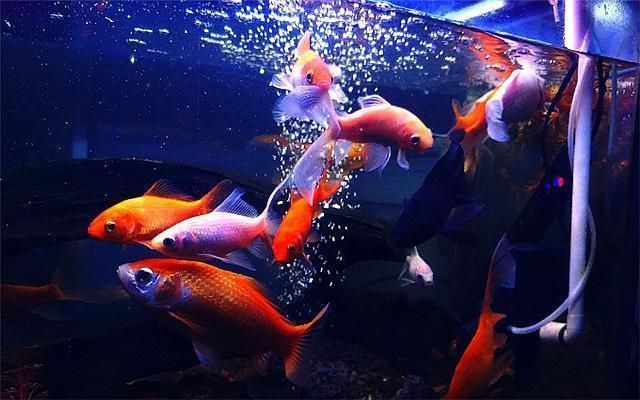 大白魚觀賞魚怎么養好看的（養好看的大白魚的一些關鍵方法） 大白魚觀賞魚怎么養好看的（養好看的大白魚的一些關鍵方法） 可麗愛魚缸 第4張