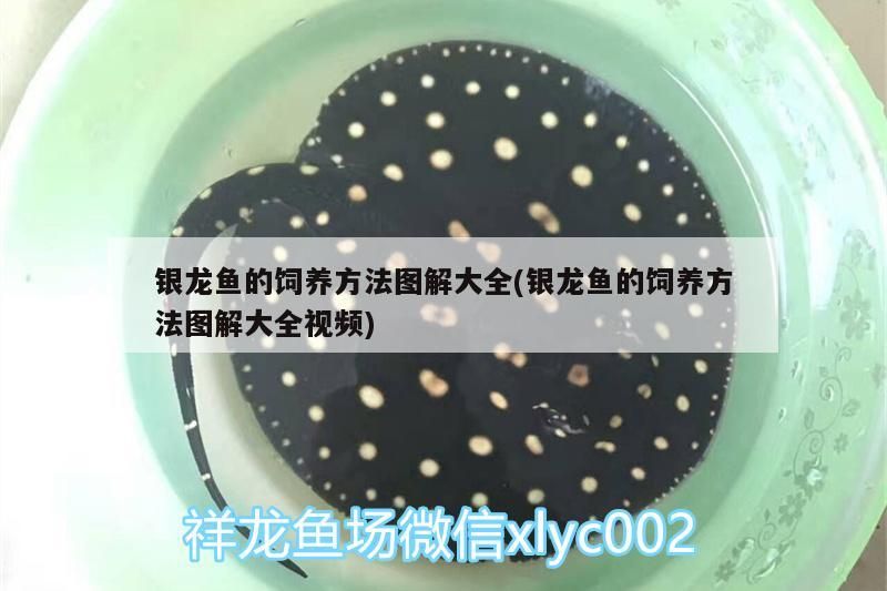 銀龍魚的飼養方法圖解大全(銀龍魚的飼養方法圖解大全視頻)