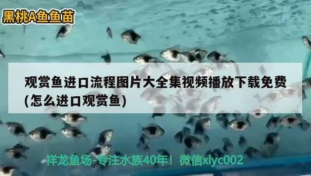 北京仟湖水族觀賞魚及寵物有限公司安貞店