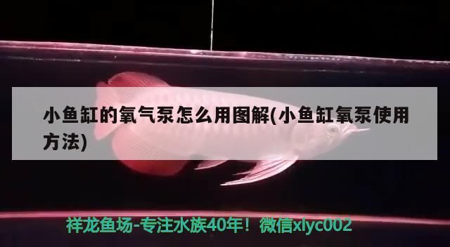 北京仟湖水族觀賞魚及寵物有限公司安貞店