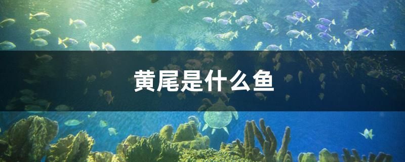 黃尾是什么魚