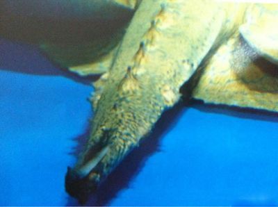 魟魚急救：[需手動填充]魚緊急情況的急救處理方式