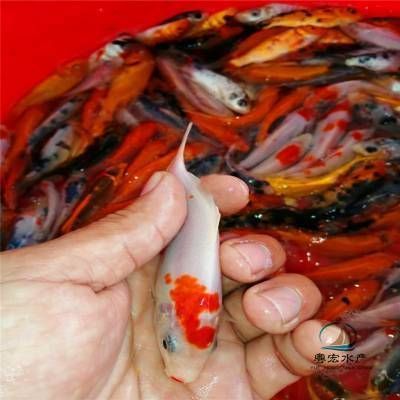 廣東哪里有蝴蝶鯉魚苗（廣東地區(qū)蝴蝶鯉魚苗主要供應(yīng)地）