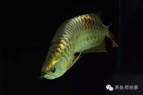 圖騰金龍魚品種鑒別技巧：圖騰金龍魚品種鑒別技巧：金龍魚與過背金龍魚區別