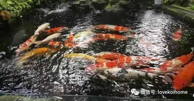 錦鯉趴缸底是什么原因怎么治療（錦鯉趴缸底是飼養過程中常見的異常行為可能由多種原因引起）