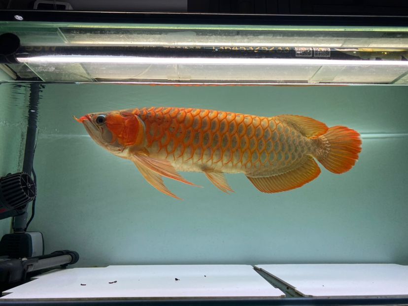 魚缸增氧機(jī)原理結(jié)構(gòu)圖（魚缸增氧設(shè)備原理）