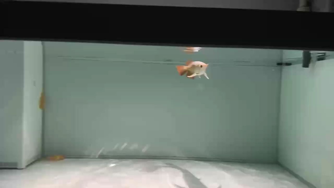 重新啟航