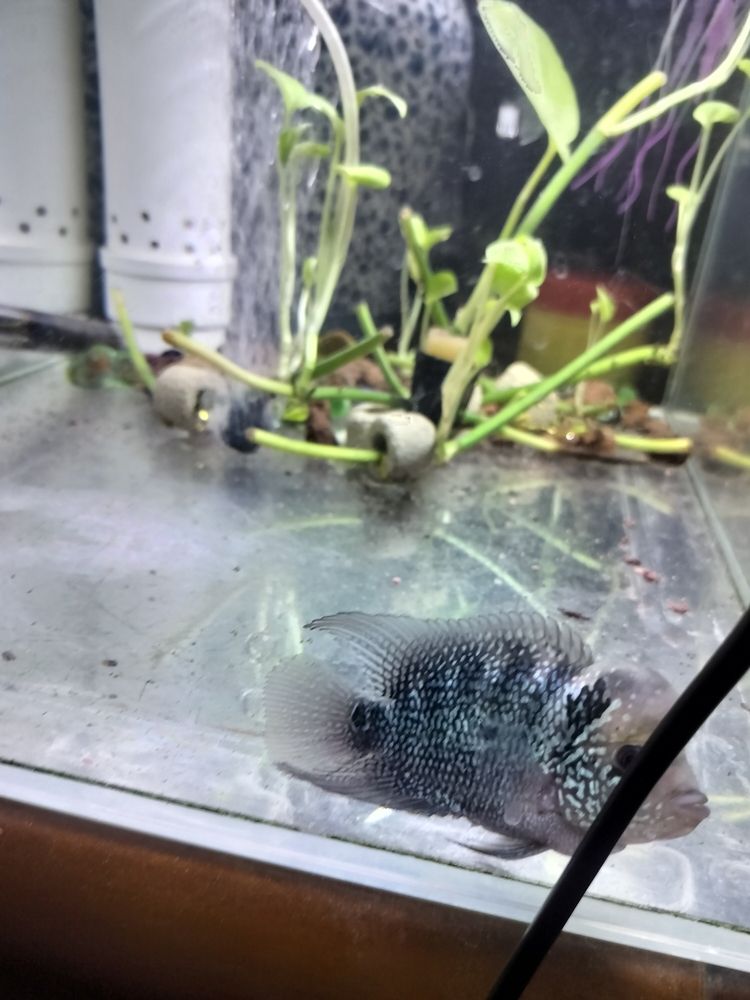 羅漢退沙過程