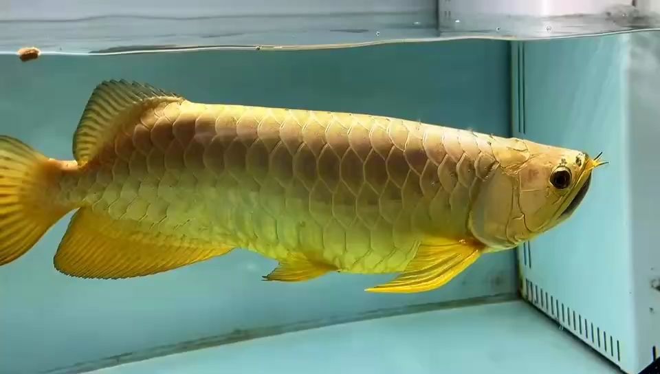 魚缸用增氧泵價格是多少:魚缸增氧機(jī)-xtrac增氧機(jī)-xtrac增氧機(jī) 分享炮哥今年長大了一點(diǎn) 龍魚論壇 分享炮哥今年長大了一點(diǎn) 分享炮哥今年長大了一點(diǎn) 龍魚論壇