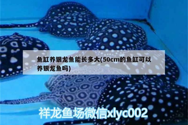 魚缸養銀龍魚能長多大(50cm的魚缸可以養銀龍魚嗎)