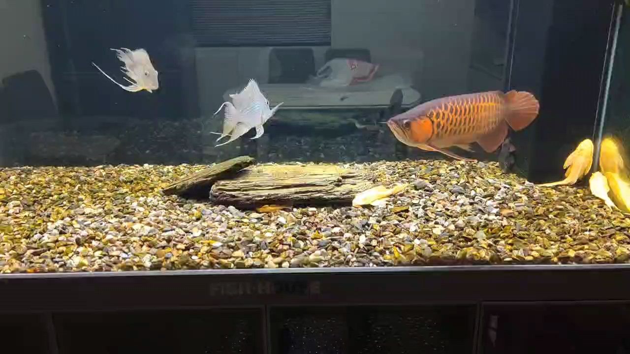 完?duì)僮恿耍瑢Σ蛔×耍治沂仲v 完?duì)僮恿耍瑢Σ蛔×耍治沂仲v 龍魚論壇