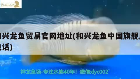 和興龍魚貿易官網地址(和興龍魚中國旗艦店電話)