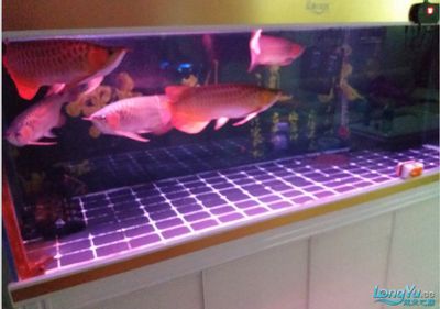 80魚缸上過濾槽制作圖：制作80魚缸上過濾槽的基本步驟