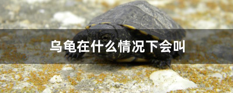 烏龜在什么情況下會叫