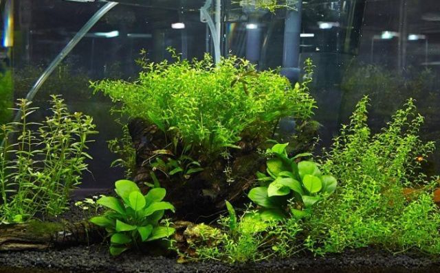 龍魚缸造景底沙怎么選擇，龍魚缸底沙哪種材質最耐用，適合水草生長的底沙品牌推薦