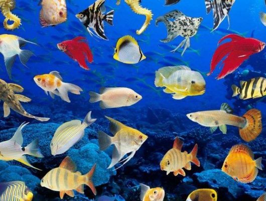 龍魚飼養的重要組成部分之一，喂養龍魚的重要組成部分之一，如何正確的給龍魚喂食