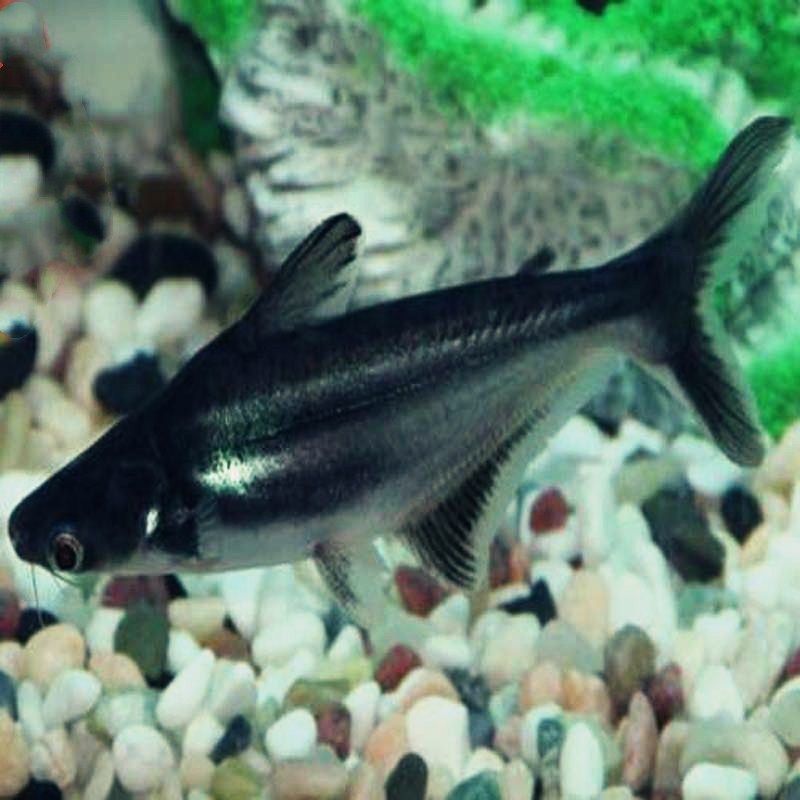 白鯊魚觀賞魚視頻（關于“白鯊魚觀賞魚視頻”的相關信息如下：影視綜視綜視頻）