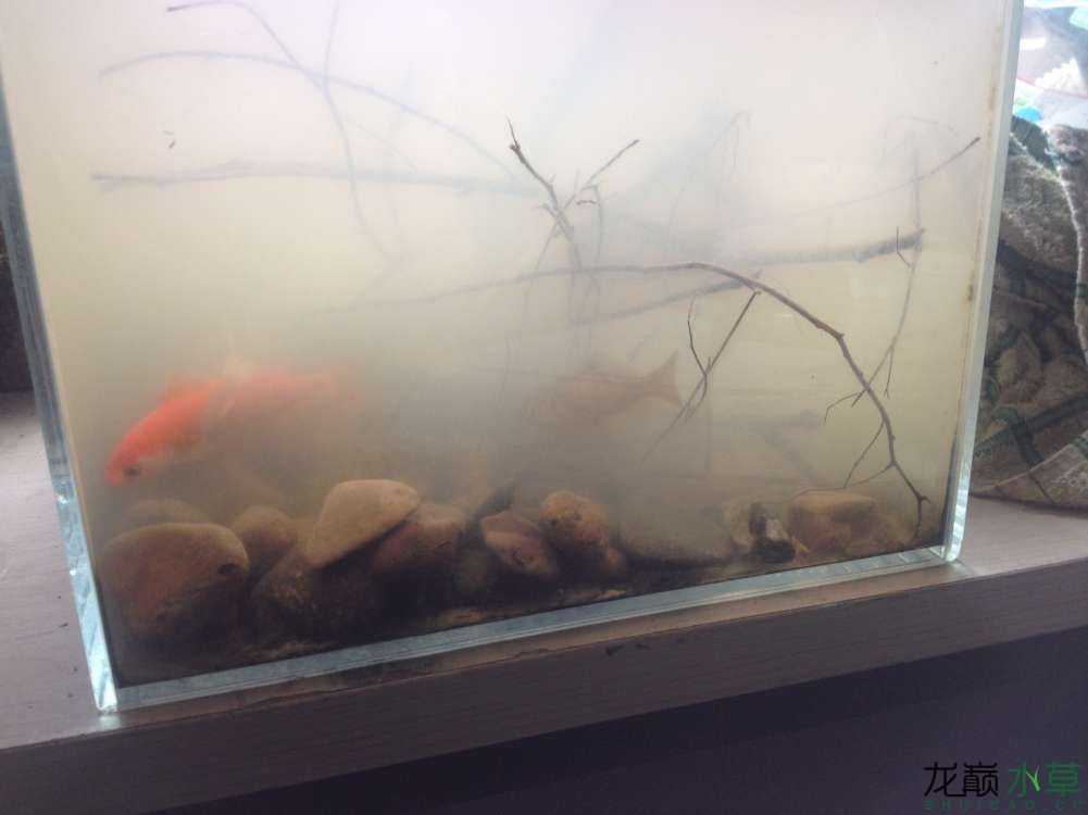 廣州水族館辦公室精致小缸 錦鯉魚百科 第1張 廣州水族館辦公室精致小缸 廣州水族館辦公室精致小缸 錦鯉魚百科 第1張