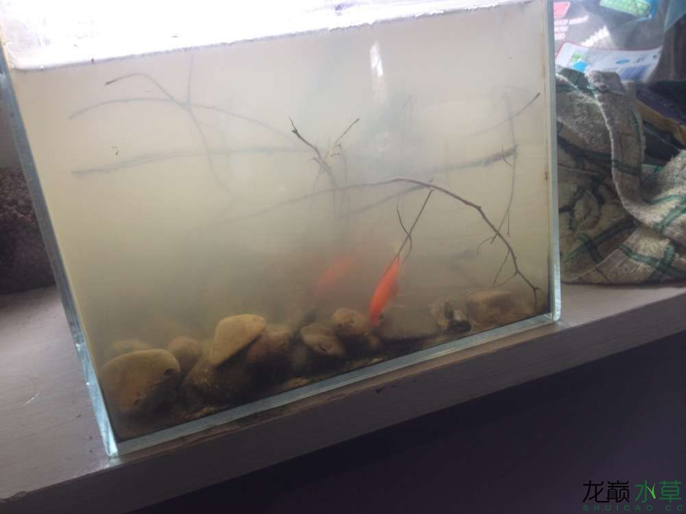 廣州水族館辦公室精致小缸 錦鯉魚百科 第2張 廣州水族館辦公室精致小缸 廣州水族館辦公室精致小缸 錦鯉魚百科 第2張