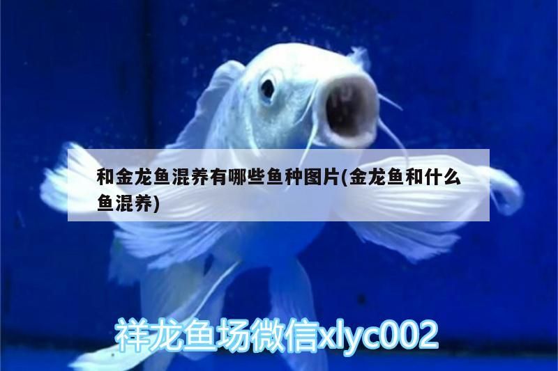 和金龍魚混養(yǎng)有哪些魚種圖片(金龍魚和什么魚混養(yǎng))