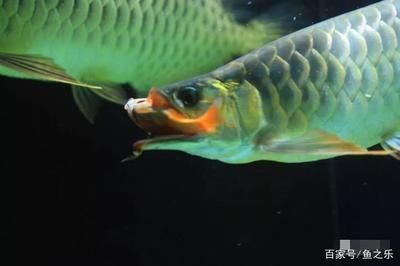 龍魚都喂什么食vs祥龍魚場：龍魚與祥龍魚場所飼養的龍魚適宜的食物類型：昆蟲適宜的食物類型 龍魚都喂什么食vs祥龍魚場：龍魚與祥龍魚場所飼養的龍魚適宜的食物類型：昆蟲適宜的食物類型 vs祥龍魚場 第2張