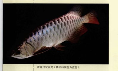 過背金龍魚喂什么發色好看圖片欣賞一下：標題：過背金龍魚的發色奧秘