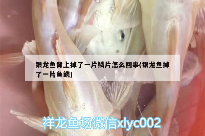 銀龍魚背上掉了一片鱗片怎么回事(銀龍魚掉了一片魚鱗)