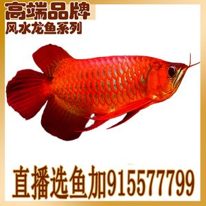 紅龍魚品牌推薦一下怎么寫 紅龍魚品牌推薦一下怎么寫 紅龍魚百科 第4張