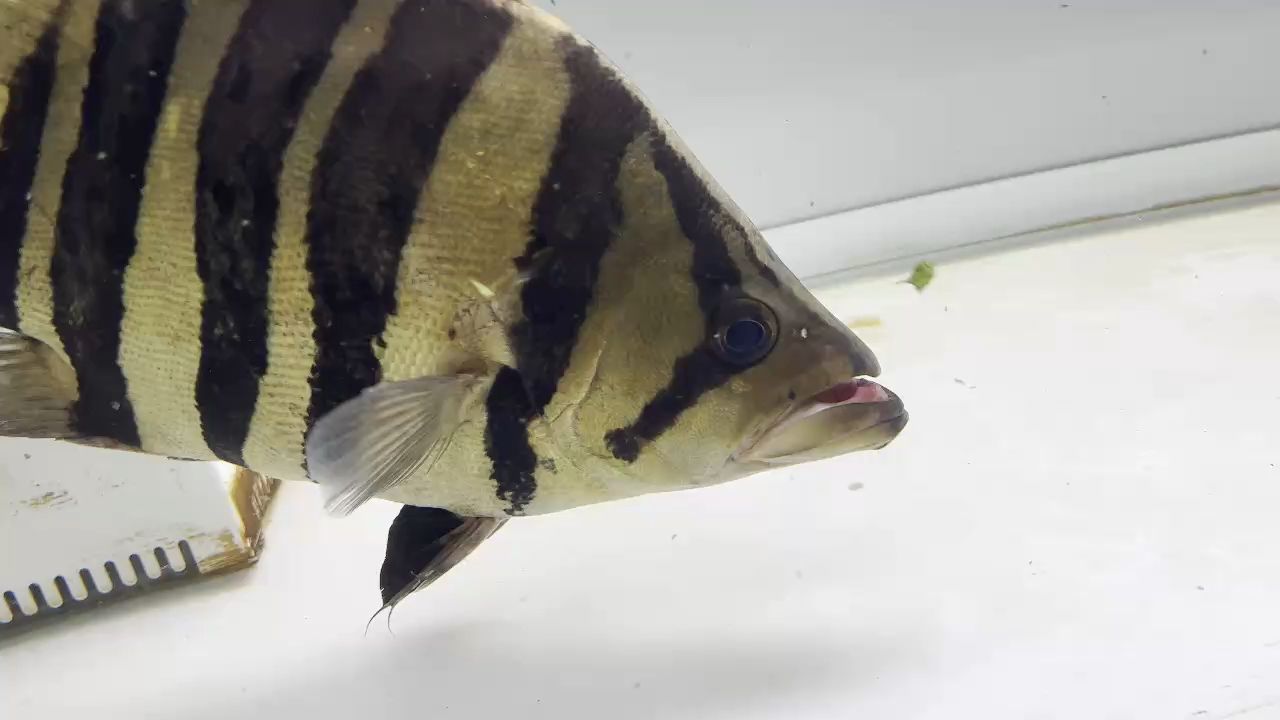 嘴巴脫臼了。。。 嘴巴脫臼了。。。 龍魚論壇