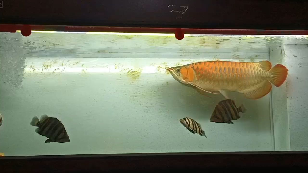 一年6個月，紅龍魚打卡[dabing][dabing][dabing]