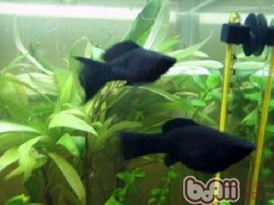 380的魚缸養多少魚最好：關于魚缸養魚的一些建議