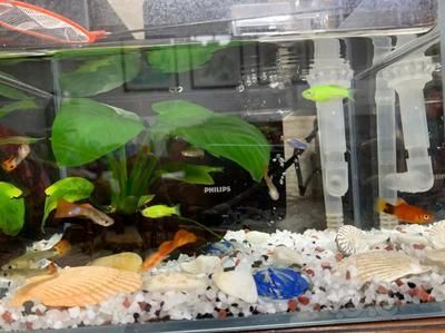 23厘米魚缸可以養多少斑馬魚：斑馬魚的飼養密度