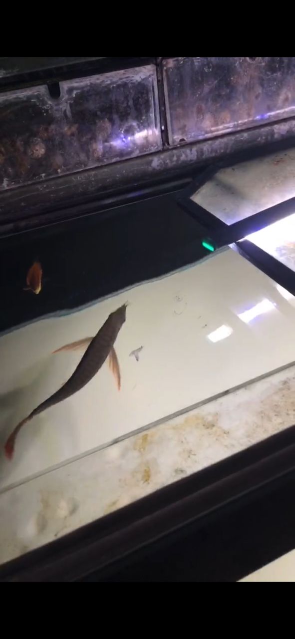 四子王旗金龍魚簡筆畫步驟，有沒有金龍魚的繪畫視頻教程？（四子王旗金龍魚的簡筆畫步驟）