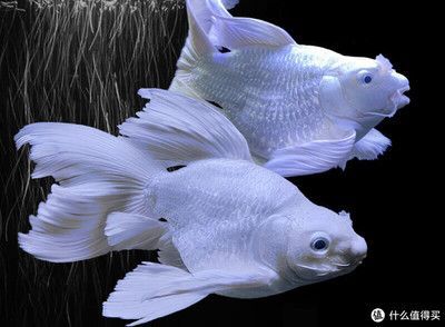 白色的觀賞魚叫什么名稱（白色觀賞魚的特征體色為白色觀賞魚的繁殖方法通過人工選育）