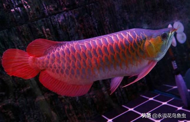 紅龍魚顏色突然變白怎么回事：紅龍魚顏色突然變白可能是由多種因素引起