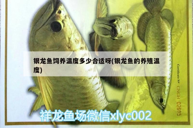 銀龍魚飼養溫度多少合適呀(銀龍魚的養殖溫度)