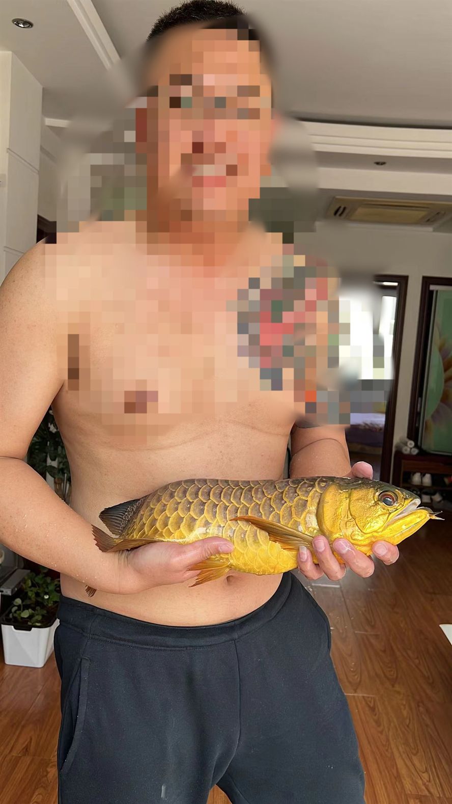 龍魚血統很重要 龍魚論壇 第1張 龍魚血統很重要 龍魚血統很重要 龍魚論壇 第1張