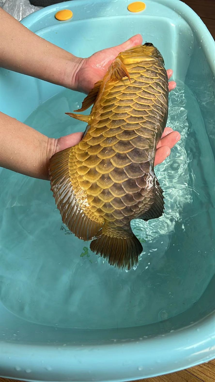龍魚血統很重要 龍魚論壇 第2張 龍魚血統很重要 龍魚血統很重要 龍魚論壇 第2張