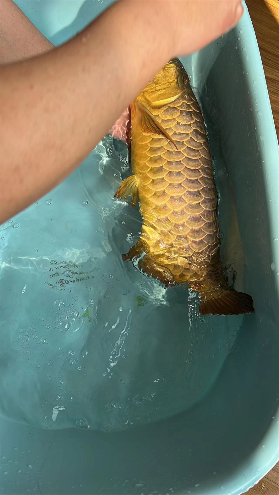 龍魚血統很重要 龍魚論壇 第3張 龍魚血統很重要 龍魚血統很重要 龍魚論壇 第3張